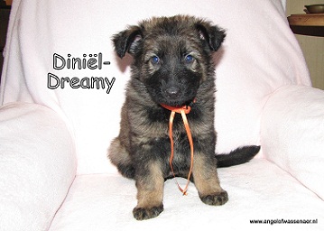 Diniël-Dreamy